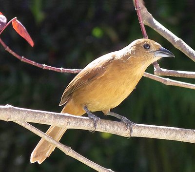 brown bird