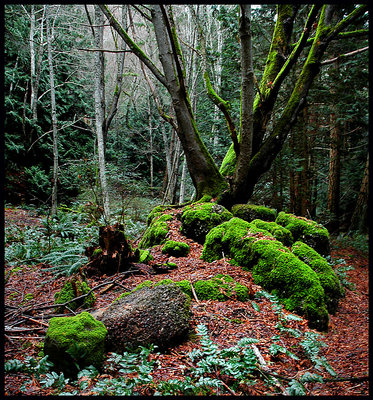 Inner Forest Moss