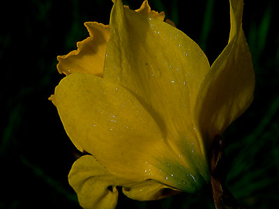 wet daffodil