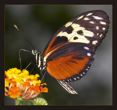 Nectar-Proboscis