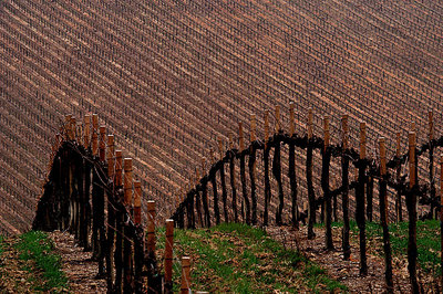 Vineyard Abstract...