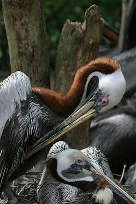 Mr. & Mrs Pelican