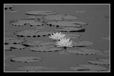Waterlilly 2