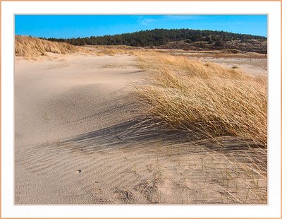 Shadow from Marram Grass