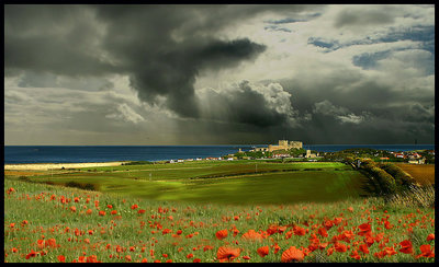 the poppy field