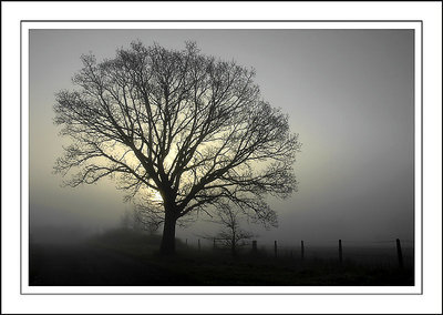 Misty morning, Martock