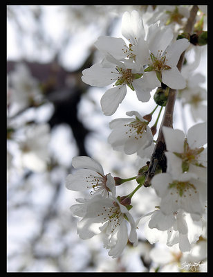 weeping cherry III