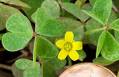 Small Clover Flower