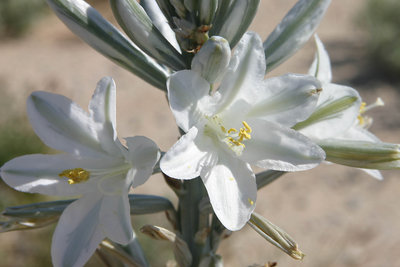 The Desert Bloom Like Never Before 1