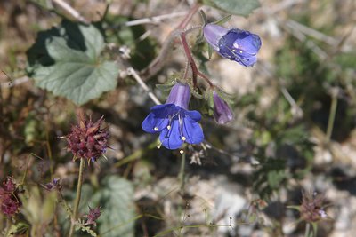 The Desert Blooms Like Never Before 3