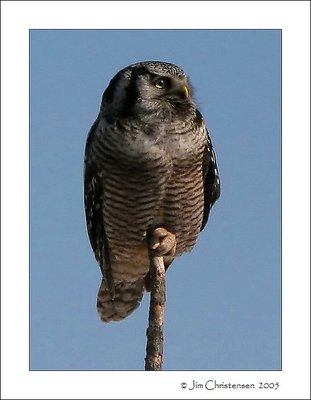 Northern Hawk Owl