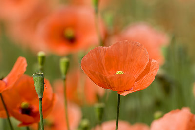 Poppies