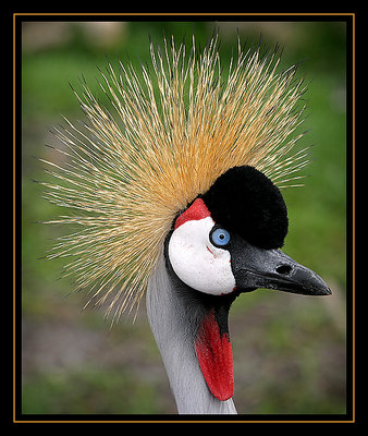 Black crowned crane