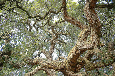 Cork Tree