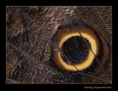 Alternate view of a Butterfly Wing