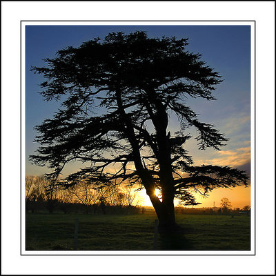 Ye olde cedar tree