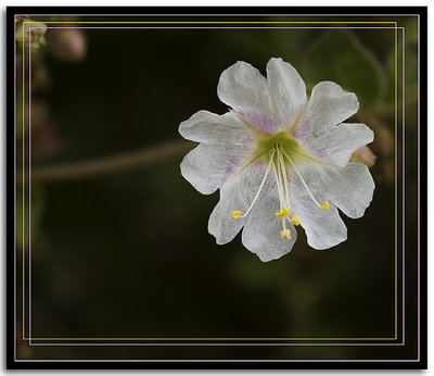 Paper Flower