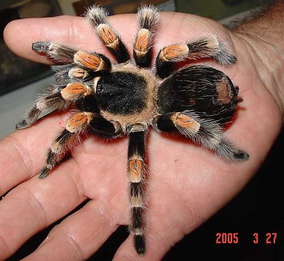 Tarantula.