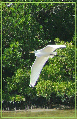 Egret in flight