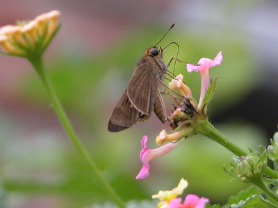 mmm... lantana