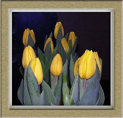 Tulips at twilight