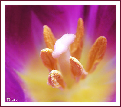 Heart of a tulip II