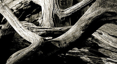 Old tree Abstract