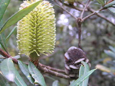 Yellow Banksia