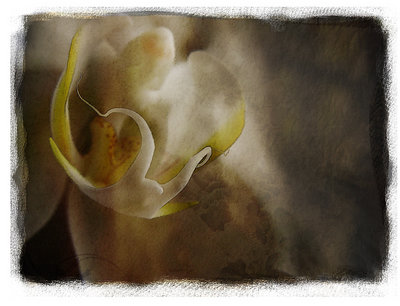 orchid iv