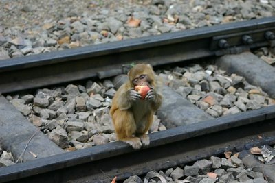 Cute Monkey on railway track