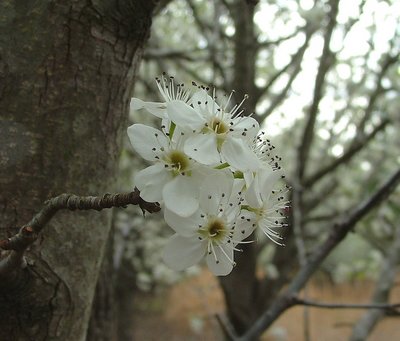 Pear Tree