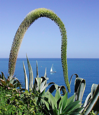 Il fiore dell'agave