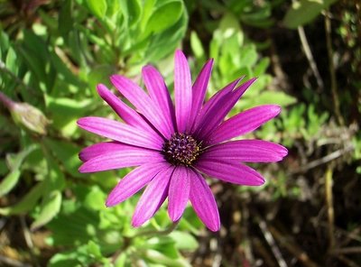 Purple flower