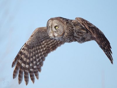 owl on the wing
