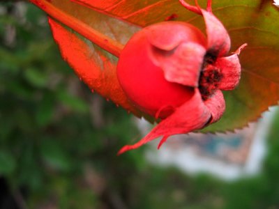 Red Berries Are Dangerous