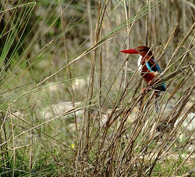 Kingfisher