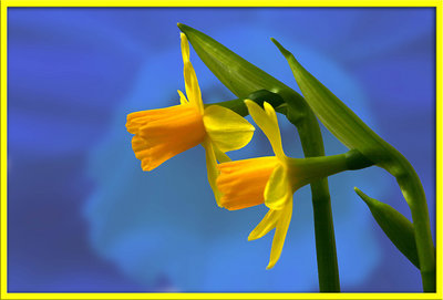 pop daffodils