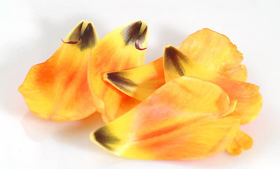 Colour of Spring - Tulip Petals.