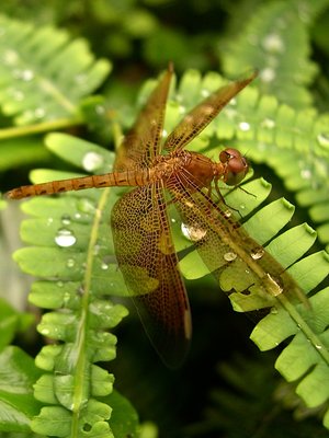 Dragonfly takes a bath on rainy day