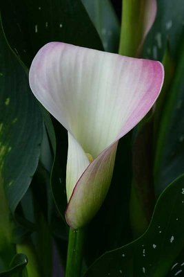 purity