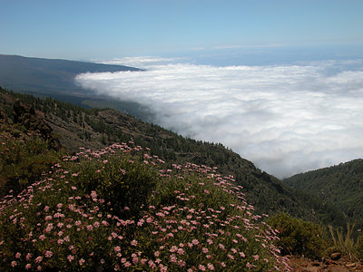 Field of cotton