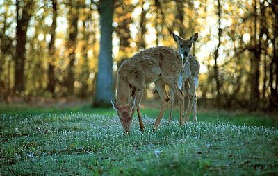 Fearless Fawns Feed