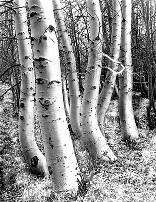 Dancing Aspens