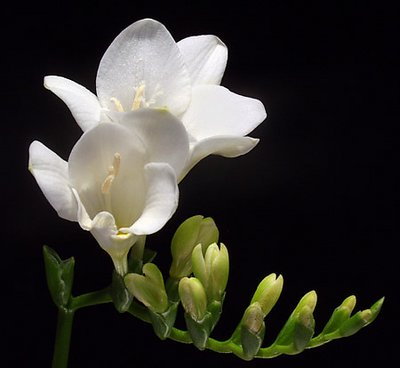 Another White Flower