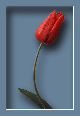 Tulipano