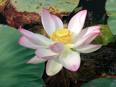 lotus flower