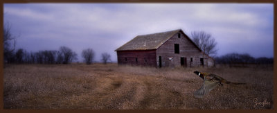 Pheasant Country