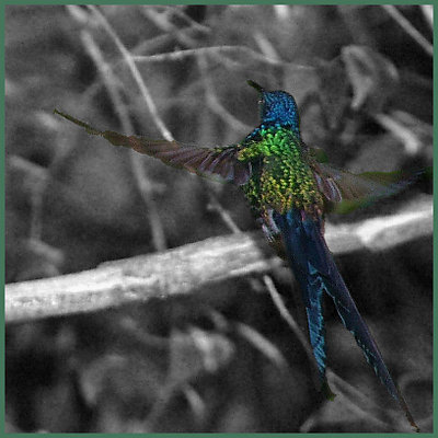 Hummingbird (18) 