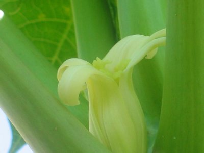 Papaya Flower