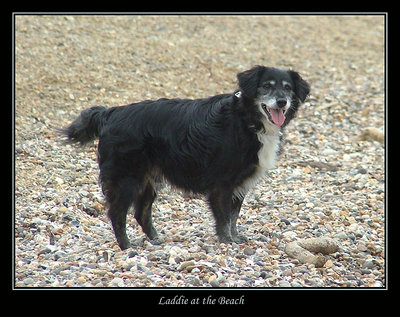 Laddie at the Beach